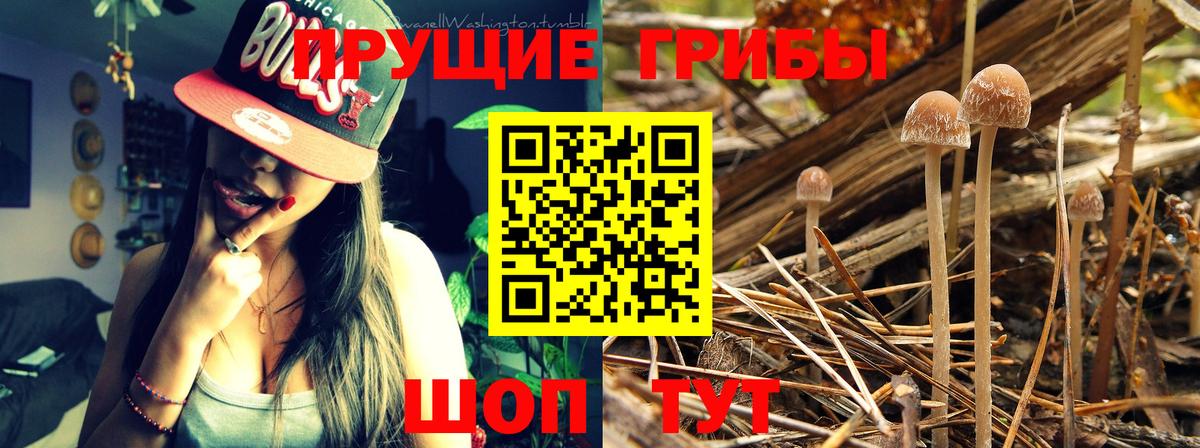 Псилоцибиновые грибы мицелий Новоуральск